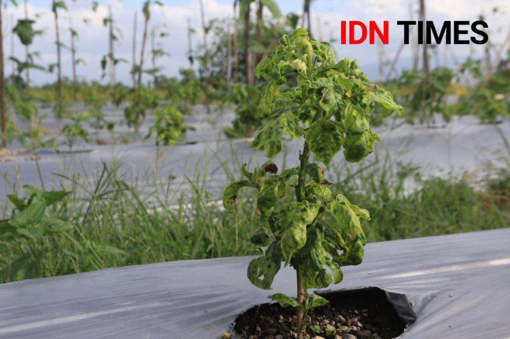 Pohon cabai terserang penyakit, daunnya kriting dan kerdil. (FOTO: IDN Times/ Agung Sedana)