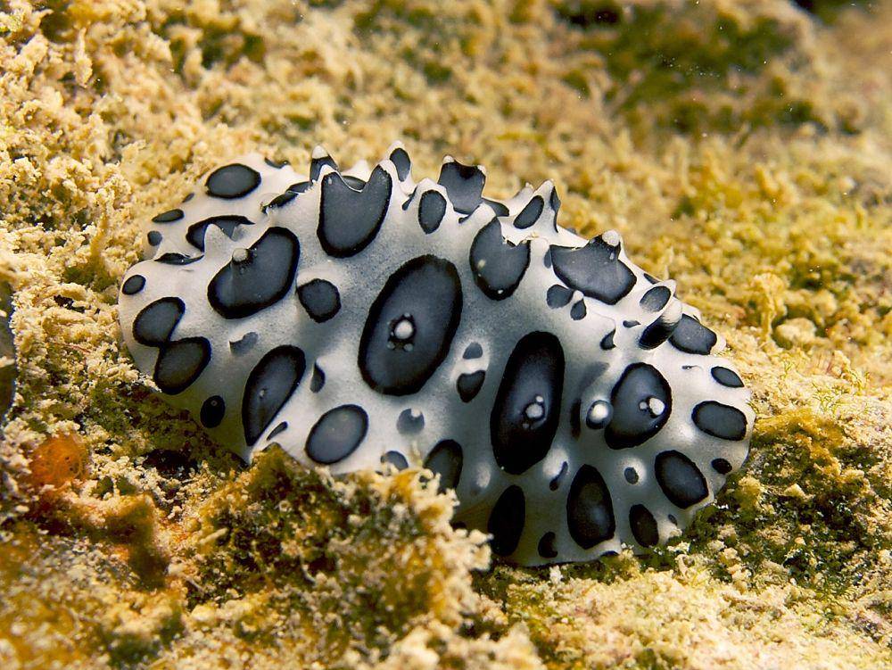 siput laut (commons.wikimedia.org/Nhobgood Nick Hobgood)