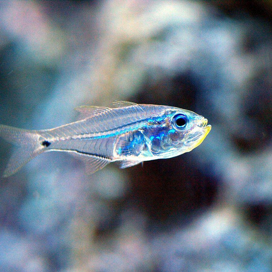 ilustrasi spesies Pempheridae, Parapriacanthus ransonneti (commons.wikimedia.org/Unknown Author)