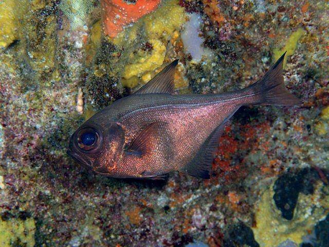 ilustrasi spesies Pempheridae, Pempheris japonica (commons.wikimedia.org/Izuzuki)