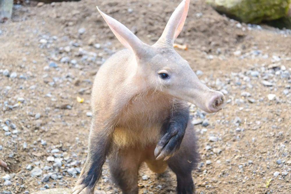 Beruang semut (animalia.bio/Animalia)