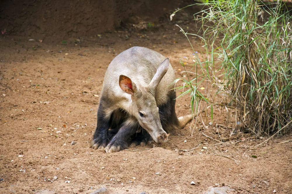 Beruang semut (animalia.bio/Animalia)