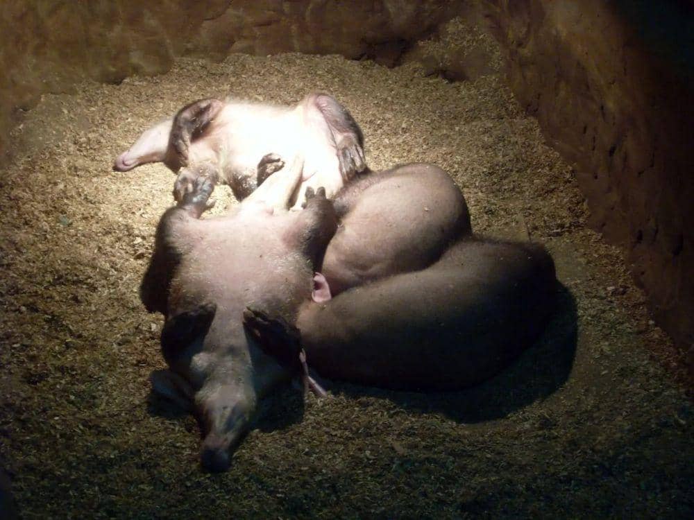 Beruang semut (animalia.bio/Animalia)