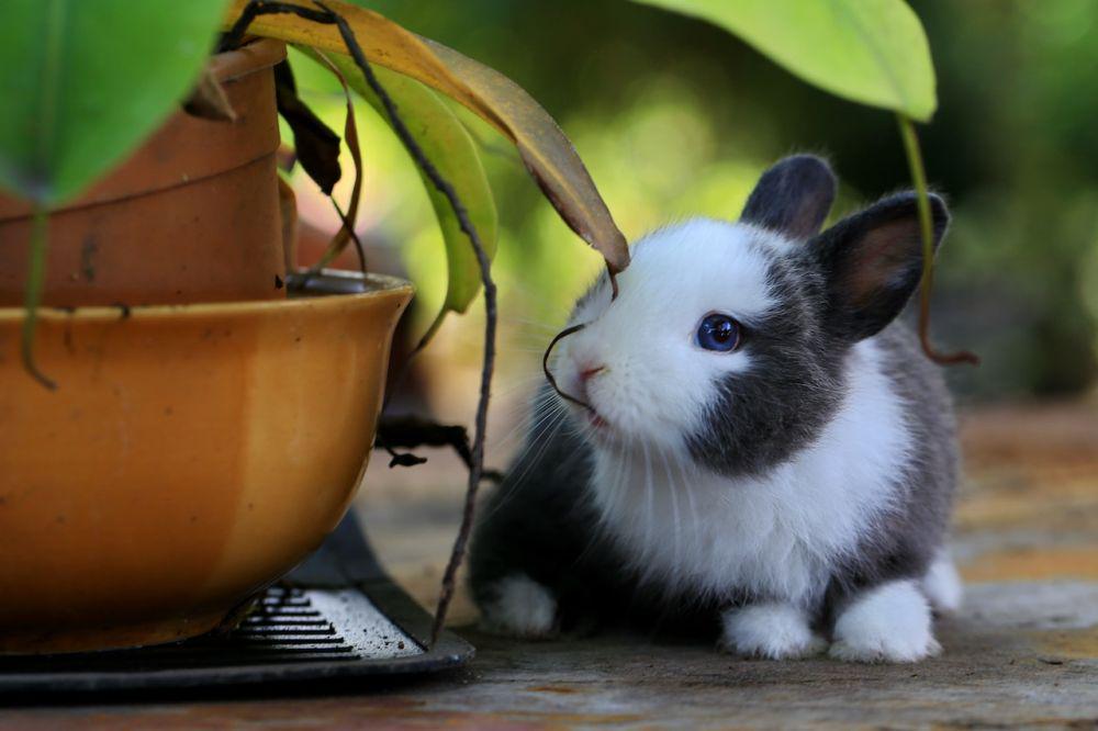 5 Fakta Netherland Dwarf, Kelinci Mungil Bertelinga Kecil