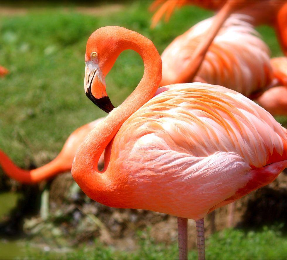 5 Fakta Menarik Flamingo, Unggas Cantik Punya Kaki Jenjang!