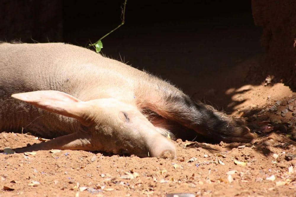 Beruang semut (animalia.bio/Animalia)