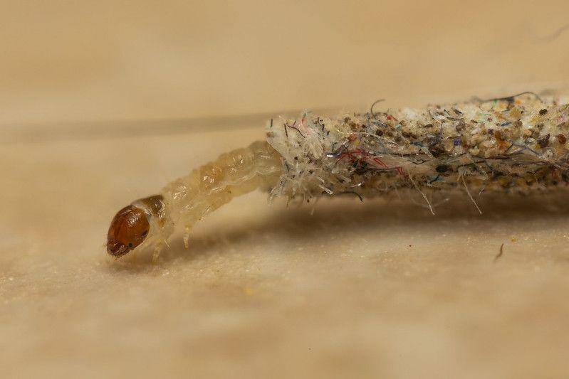 ilustrasi larva ngengat pakaian (flickr.com/Chris ButlerIkuti)