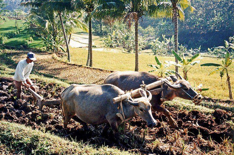Petani membajak sawah dengan kerbau air di Salatiga. (commons.wikimedia.org/Anton Leddin)
