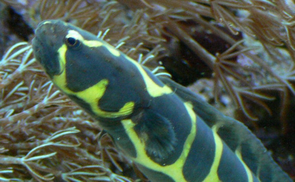 ilustrasi Pholidichthys leucotaenia (commons.wikimedia.org/Haplochromis)