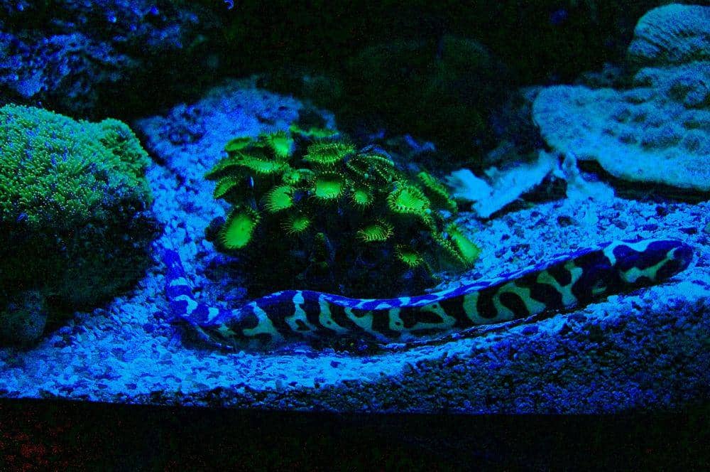 ilustrasi Pholidichthys leucotaenia (commons.wikimedia.org/PIERRE ANDRE LECLERCQ)