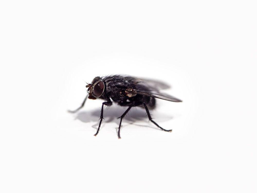 Lalat rumah (unsplash.com/Chris Curry)