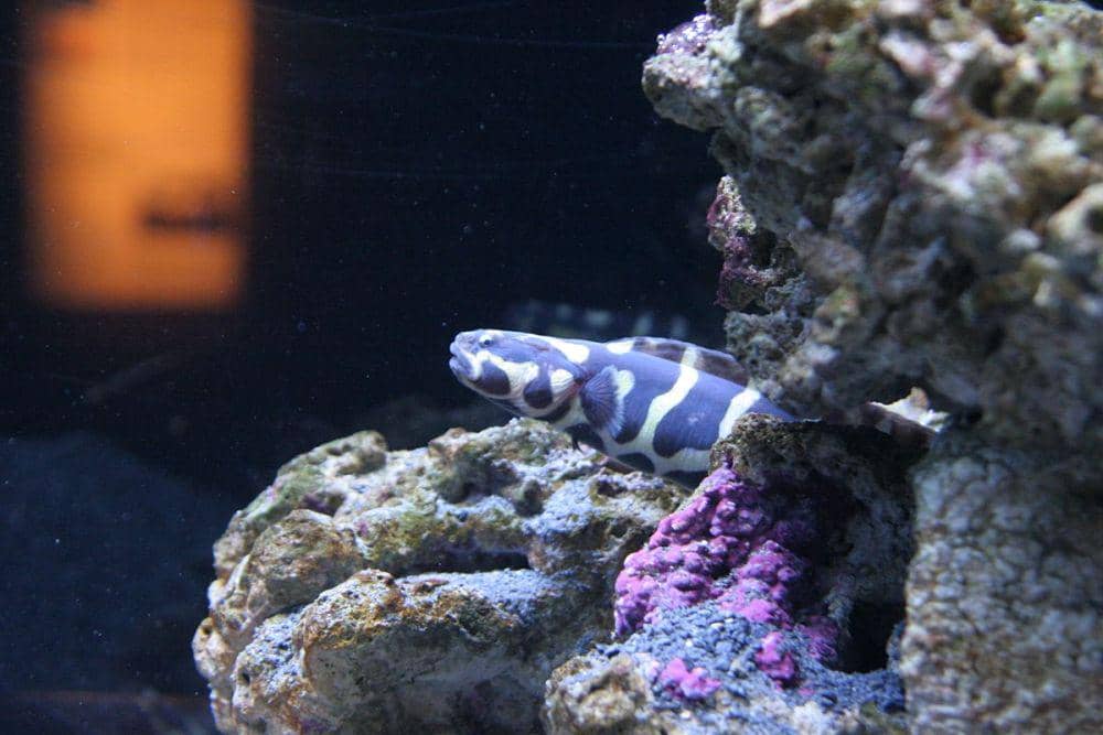 ilustrasi Pholidichthys leucotaenia (commons.wikimedia.org/Alexander Baranov)