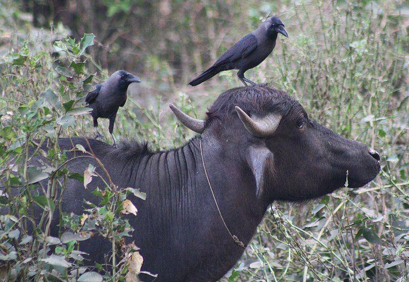 kerbau air domestik dan burung gagak (commons.wikimedia.org/Dr. Raju Kasambe)