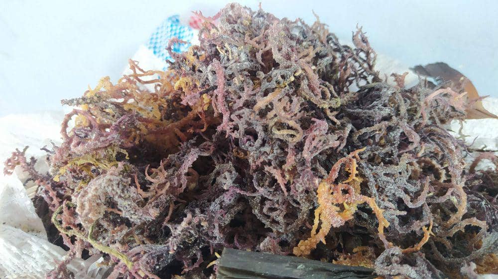 Rumput laut kering yang dijadikan bahan olahan (Dok. Pribadi/Ruhaili)