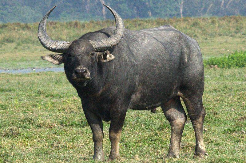 kerbau air liar di India (commons.wikimedia.org/Dr. Raju Kasambe)