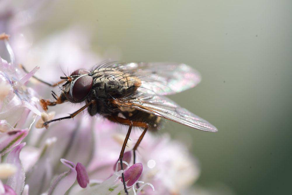 Lalat (unsplash.com/Kim Gorga)