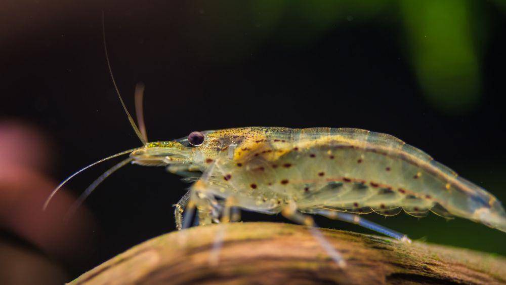 ilustrasi udang (unsplash.com/Máté Molnár)