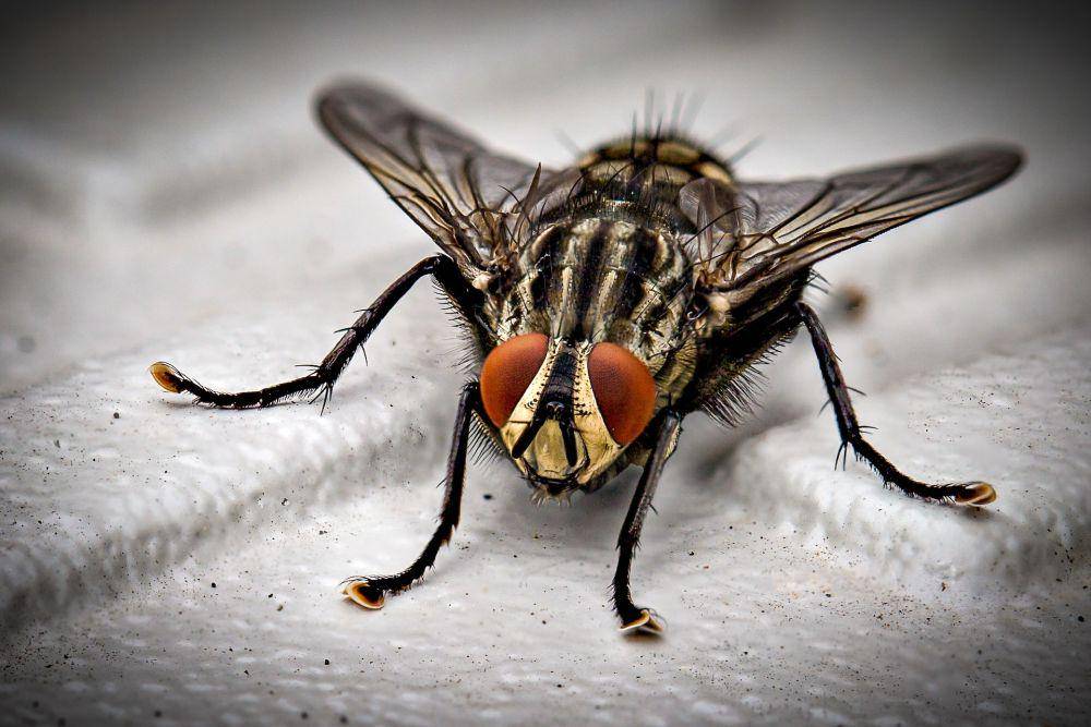 Lalat (pexels.com/Thierry Fillieul)