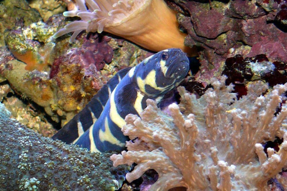 ilustrasi Pholidichthys leucotaenia (commons.wikimedia.org/Haplochromis)