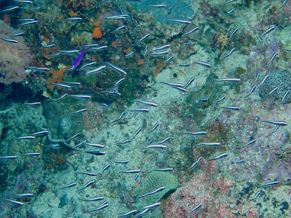 5 Fakta Famili Pholidichthyidae, Bentuk Tubuhnya Unik Bak Ular