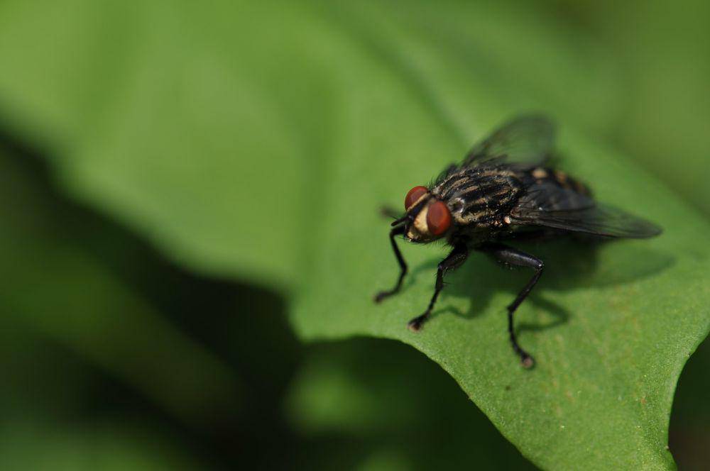 Lalat di atas daun (unsplash.com/Robert Kresse)