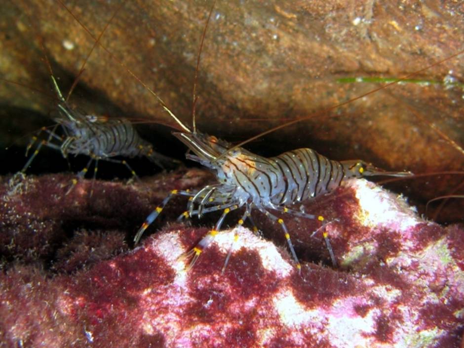 ilustrasi udang (commons.wikimedia.org)