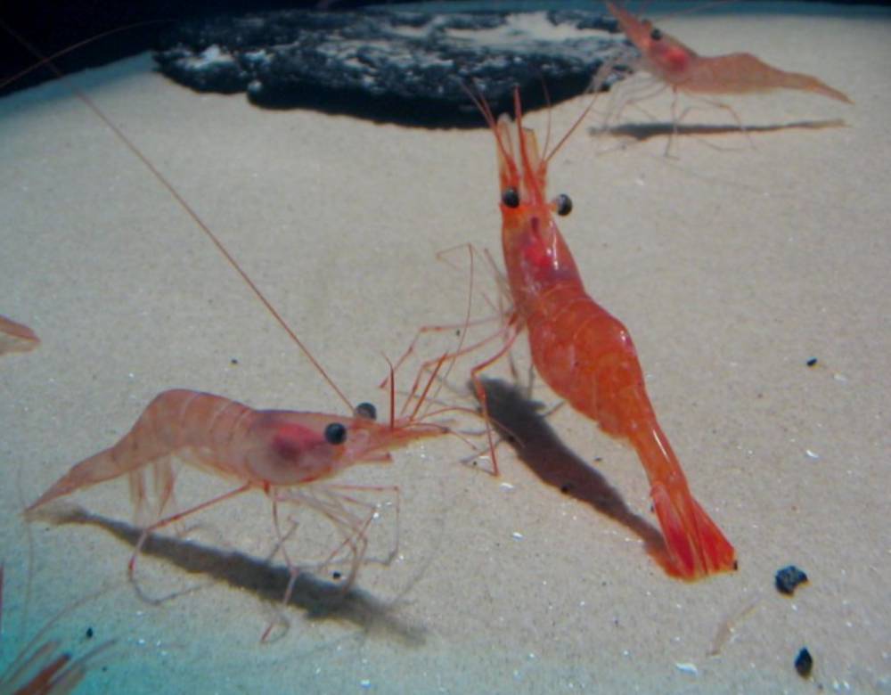 ilustrasi udang (commons.wikimedia.org)