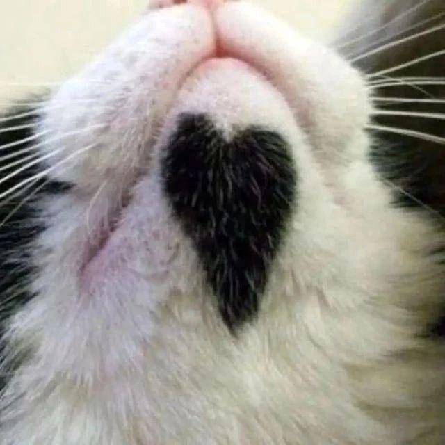 ilustrasi love sign di kucing (instagram.com/cutecats_e)