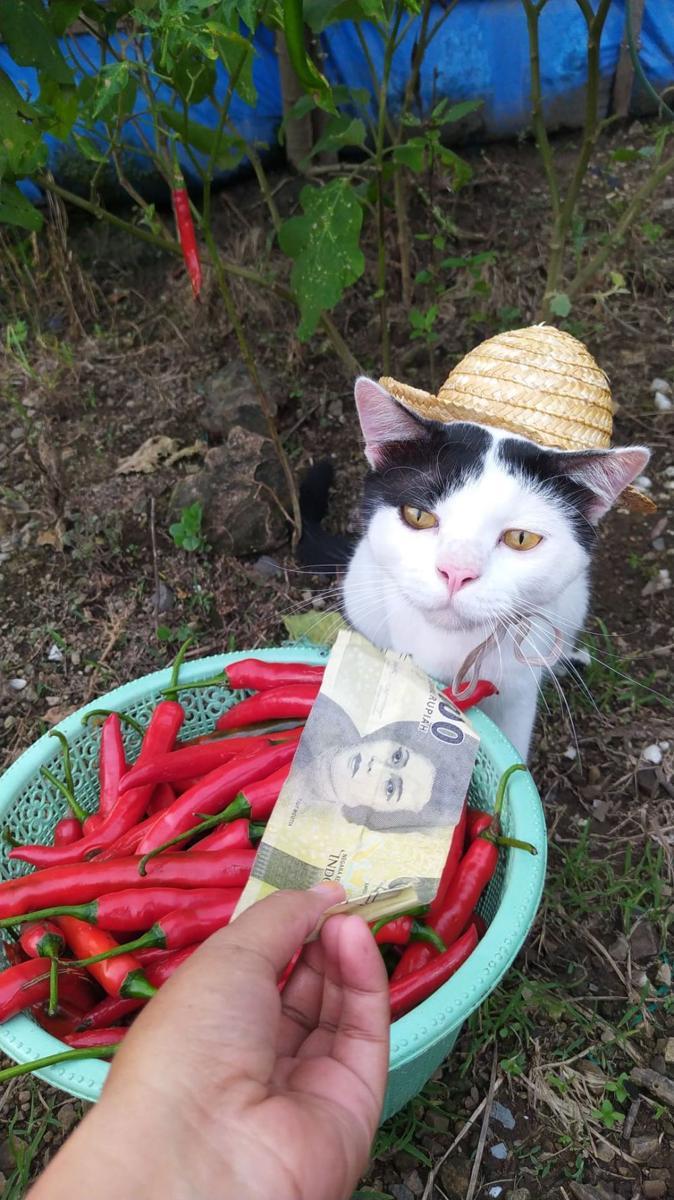potret kucing kerja jadi petani (reddit.com/user/sikucingjelek)