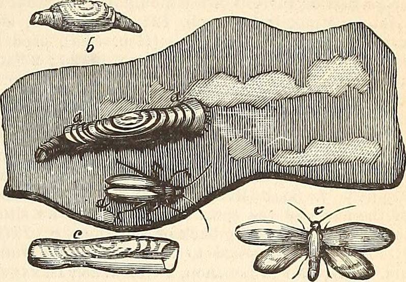 ilustrasi perubahan ngengat pakaian dari larva sampai dewasa (flickr.com/ Internet Archive Book Images)
