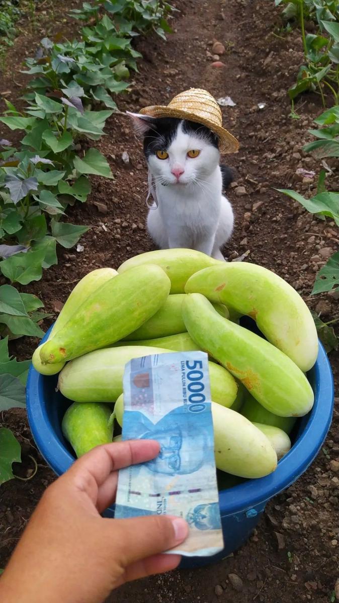 potret kucing kerja jadi petani (reddit.com/user/Xz313)