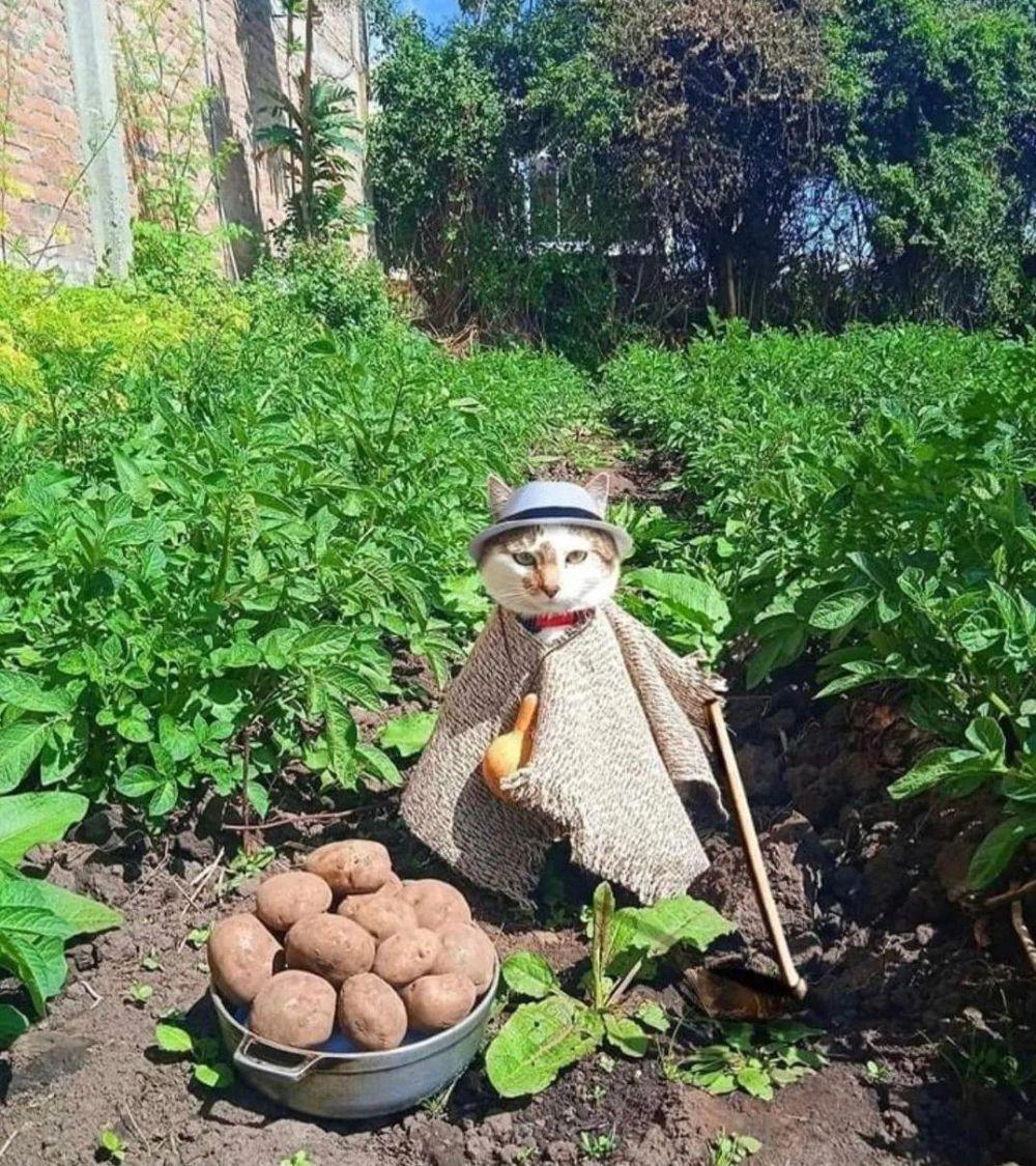 potret kucing kerja jadi petani (reddit.com/user/PinchaPenny893)