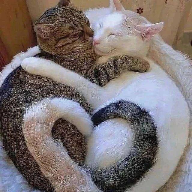 ilustrasi love sign di kucing (instagram.com/cutecats_e)