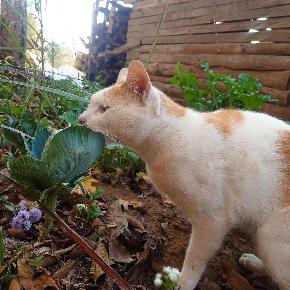 potret kucing kerja jadi petani (reddit.com/user/Charming-Sorbet-6234)