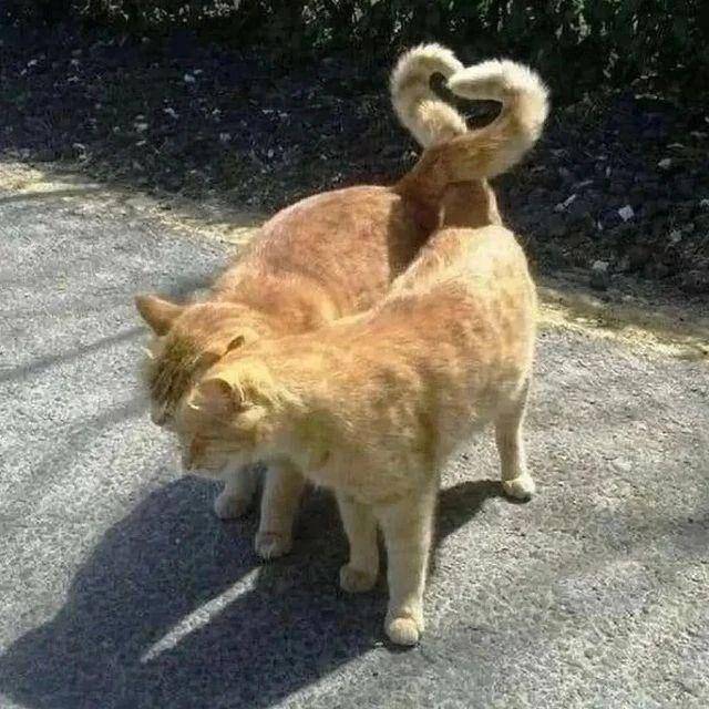 ilustrasi love sign di kucing (instagram.com/cutecats_e)