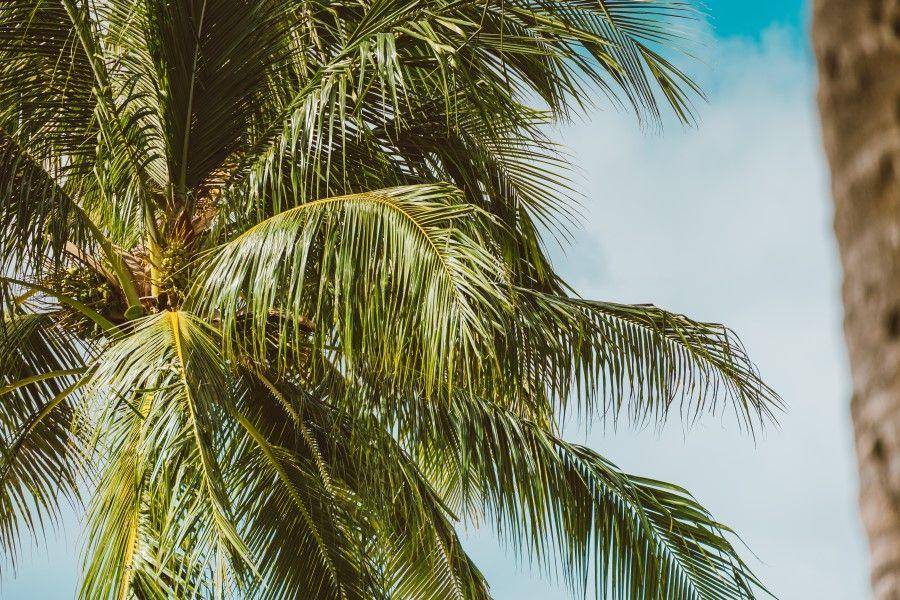 ilustrasi pohon kelapa (pexels.com/Jess Loiterton)