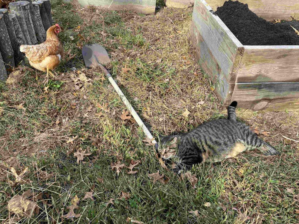 potret kucing kerja jadi petani (reddit.com/user/DrSew)