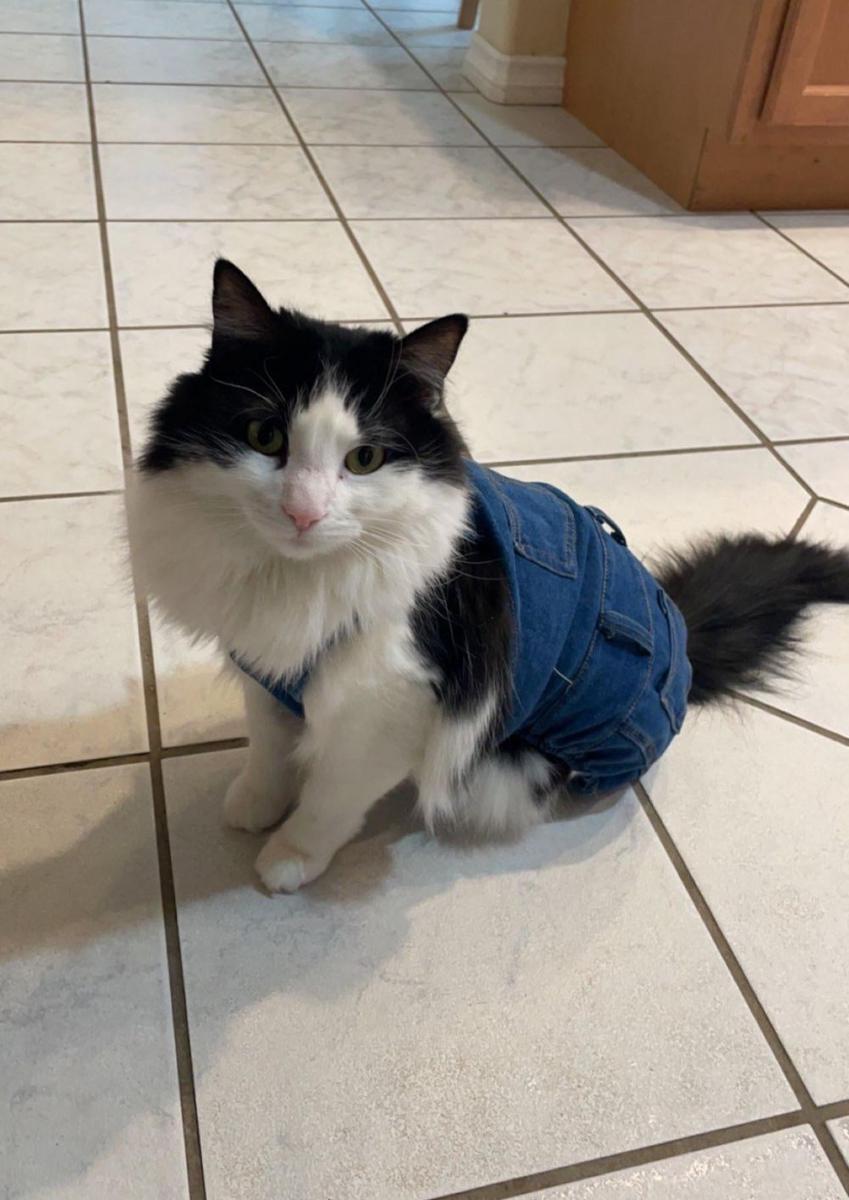 potret kucing kerja jadi petani (reddit.com/user/STURMTIGER1)