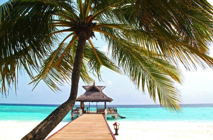 ilustrasi pohon kelapa (pexels.com/Pixabay)