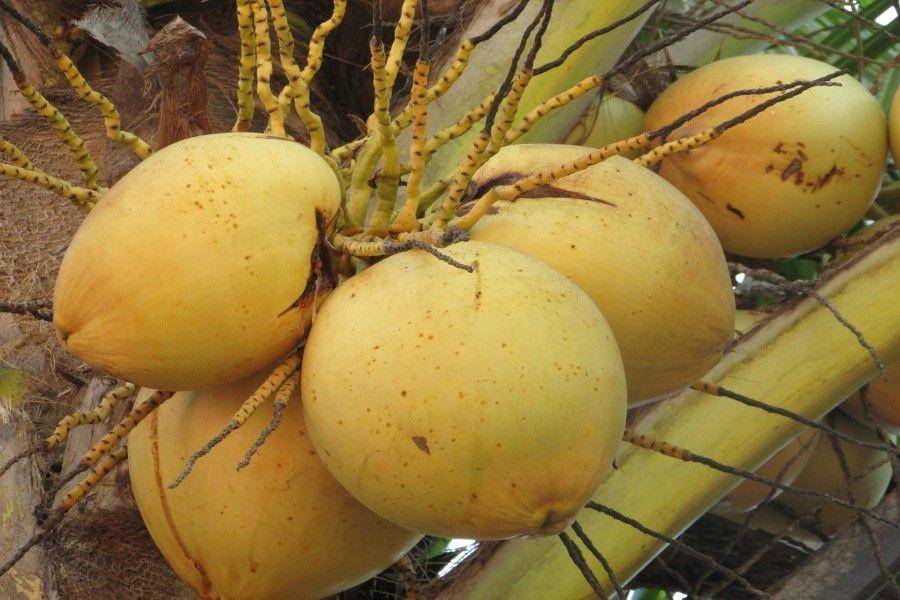 ilsutrasi bunga dan buah kelapa (pexels.com/Vijayanarasimba)