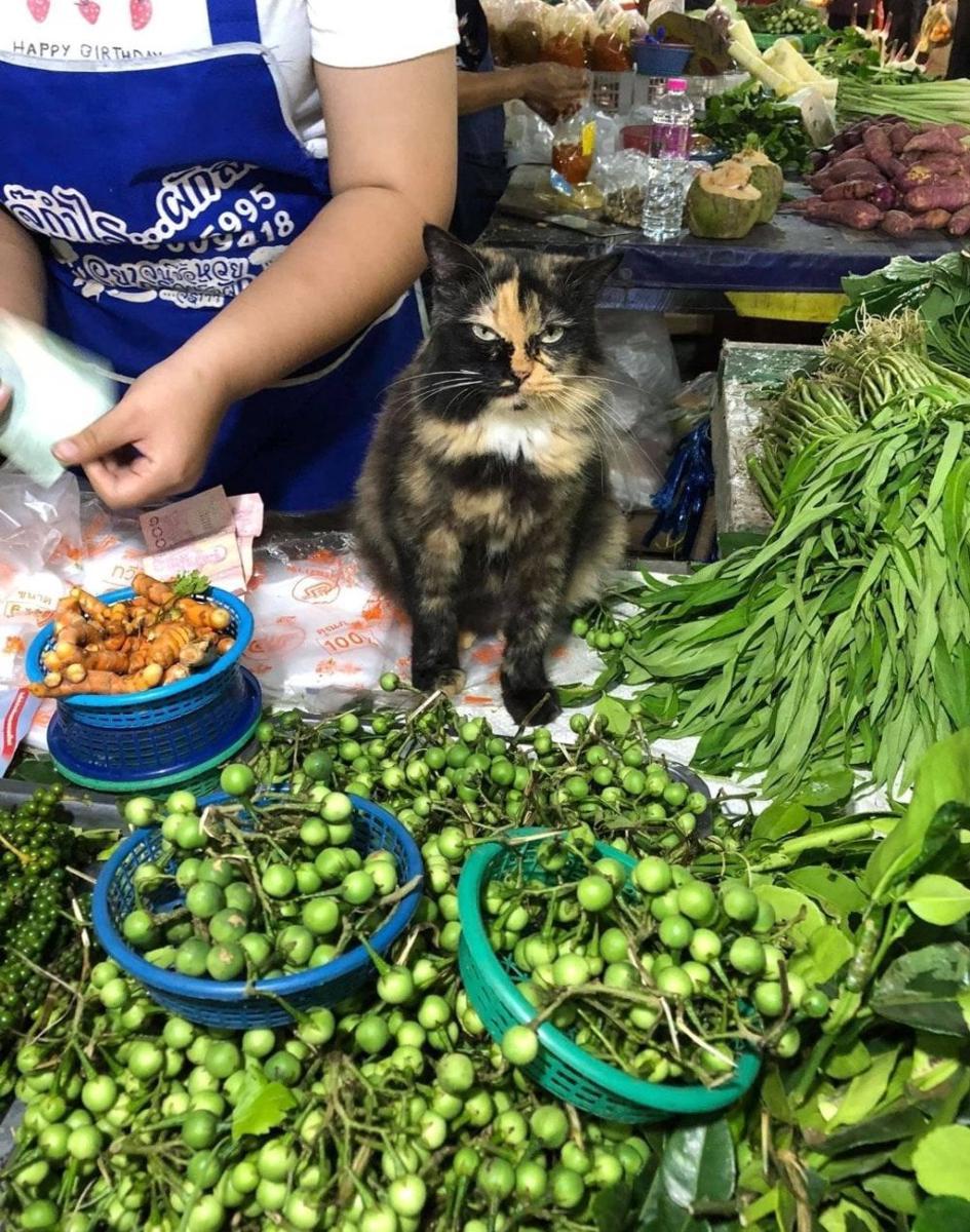 potret kucing kerja jadi petani (reddit.com/user/amynivenskane)