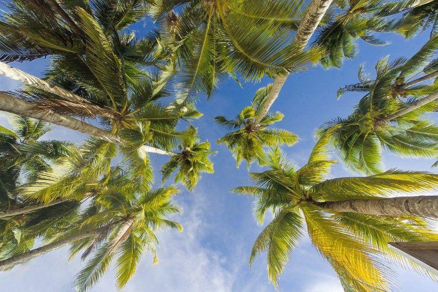 ilustrasi pohon kelapa (pixabay.com/DyunMV)
