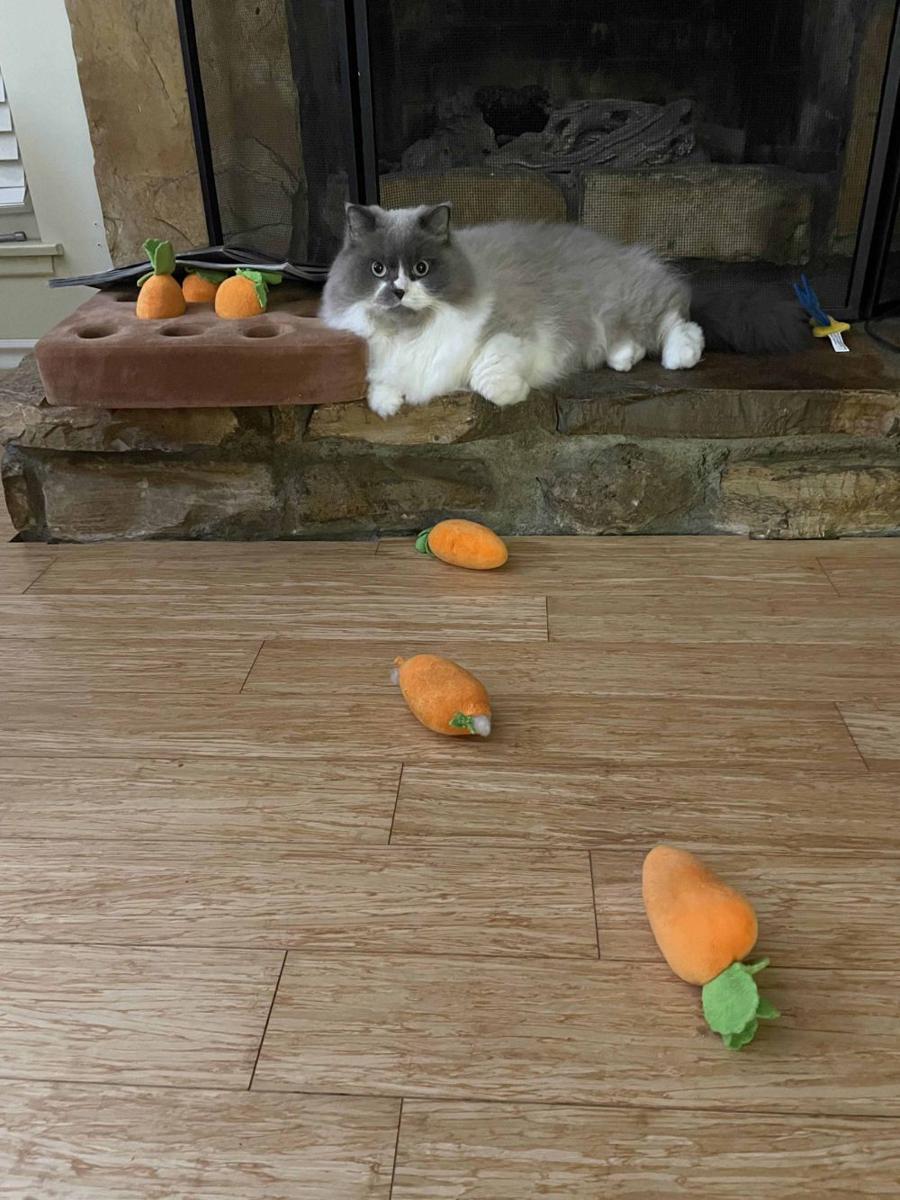 potret kucing kerja jadi petani (reddit.com/user/StyrofoamNipples88)