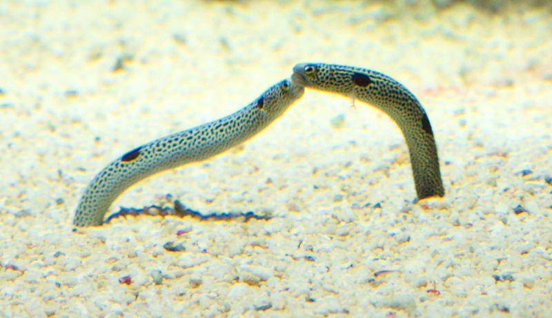 sepasang belut taman bertutul (commons.wikimedia.org/MatthiasKabel)