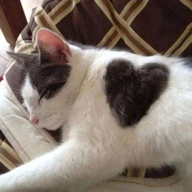 ilustrasi love sign di kucing (instagram.com/cutecats_e)