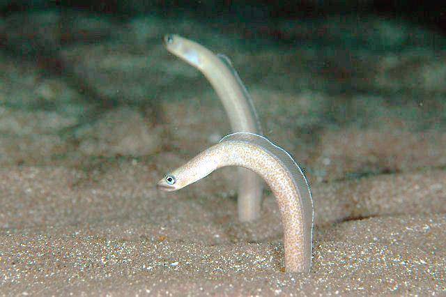 belut taman di dasar laut (commons.wikimedia.org/Izuzuki)