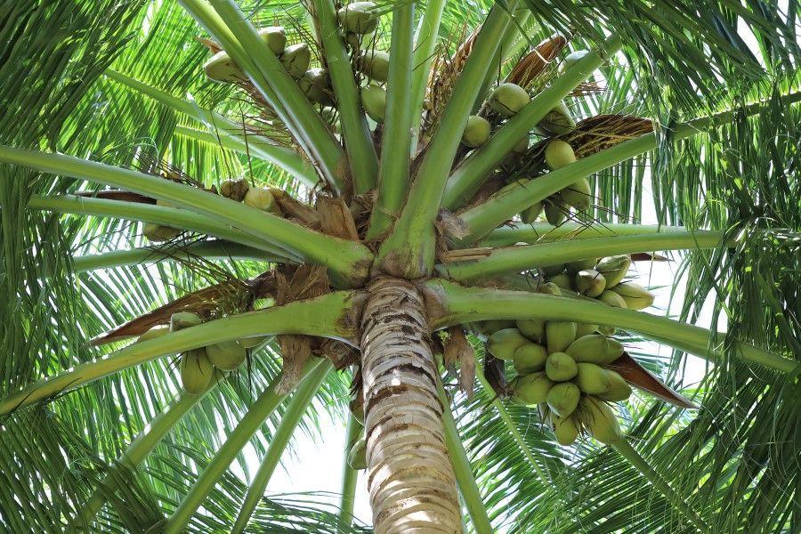 ilustrasi pohon kelapa (pexels.com/Hussain Niyaz)