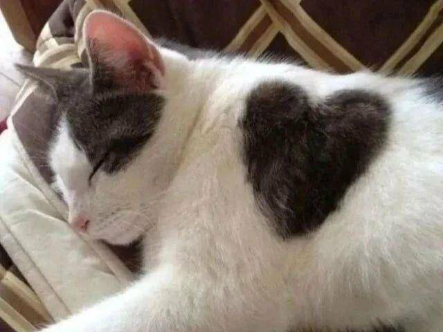 ilustrasi love sign di kucing (instagram.com/cutecats_e)