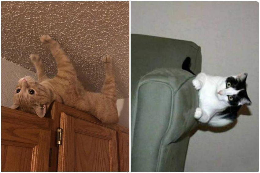 10 Potret Kucing Gak Punya Gravitasi, Ada yang Jalan di Dinding?