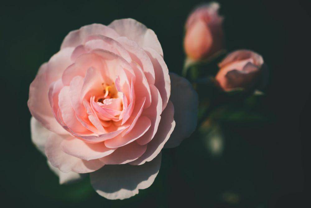 Mawar pink (pexels.com/Tetyana Kovyrina)